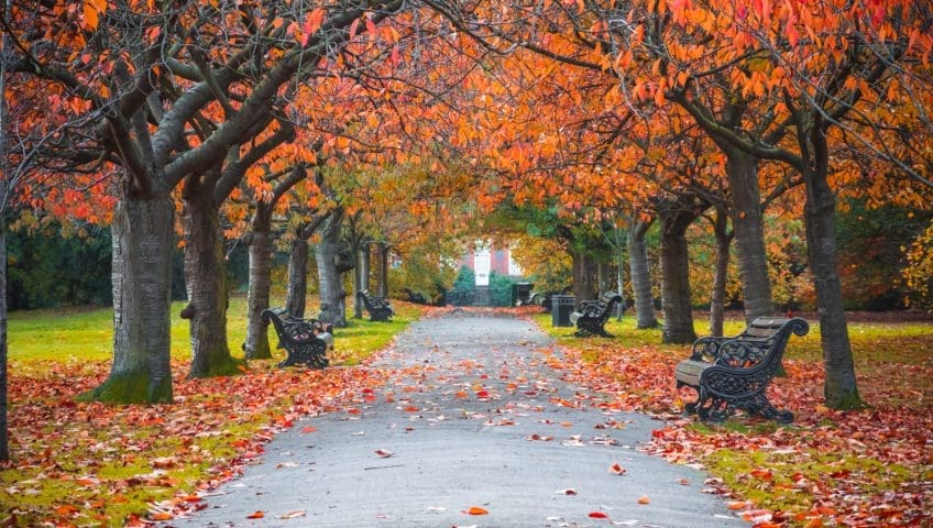 Fall Trail