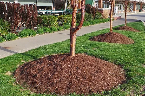 Improper mulch application around trees.