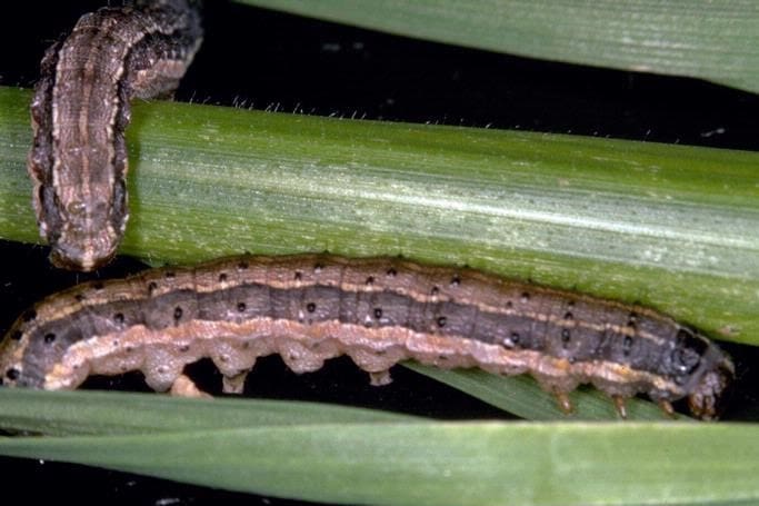 Fall Armyworm