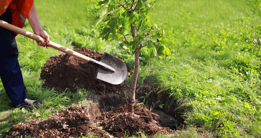 Tree Planting Kansas City