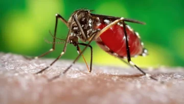 Mosquito Control – Everything You Need to Know